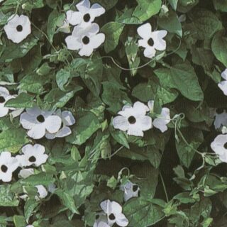 Mustasilmäsusanna Susie White with Black Eye 100 s