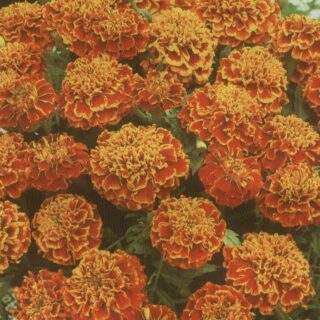 Samettikukka Honeycomb