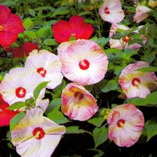 Jättihibiscus Disco Belle F1 Mix