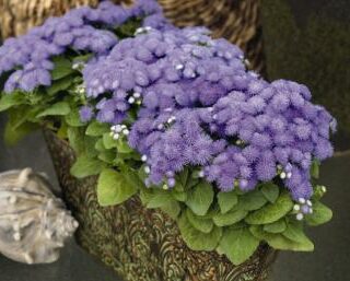 Sinitähtönen Blue Hawaii F1