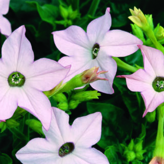 Koristetupakka Saratoga Appleblossom F1 500 p.