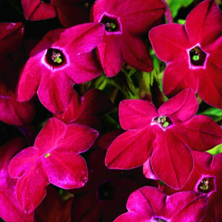 Koristetupakka Saratoga Red F1 500 p.