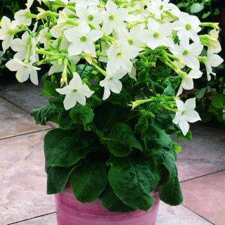 Koristetupakka Saratoga White F1 500 p.