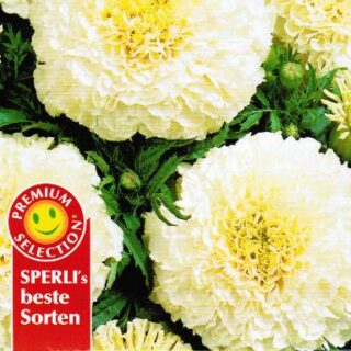 Iso samettikukka Escimo