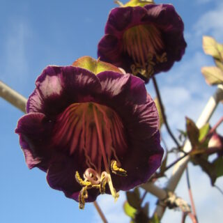 Kelloköynnös violetti