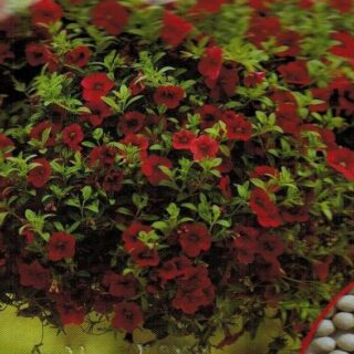Pikkupetunia Kabloom Red
