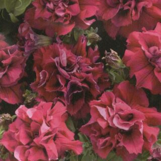 Riippapetunia Double Duo Pink