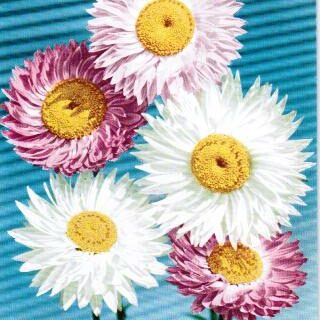 Rusoikikukka Sekoitus