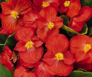Kesäbegonia Olympia Sprint Plus Red 1000 p.