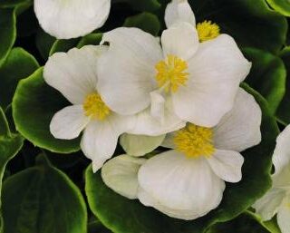 Kesäbegonia Olympia Sprint Plus White 1000 p.