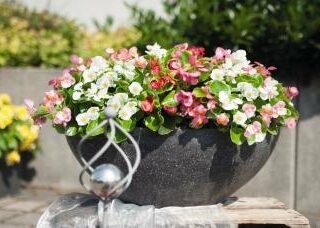 Kesäbegonia Olympia Sprint Plus Mix 500 p.