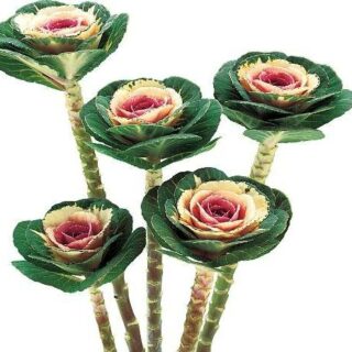 Koristekaali Crane Bicolor