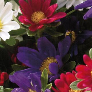 Kiinanasteri Palette