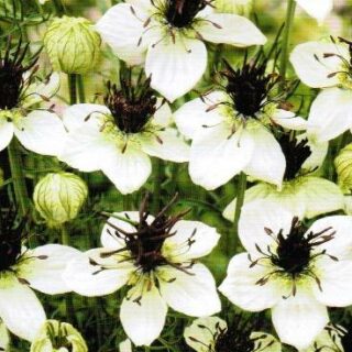 Espanjanneito African Bride 5 g