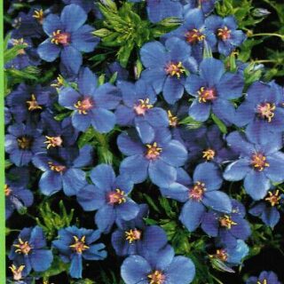 Taivasalpi Blue Light