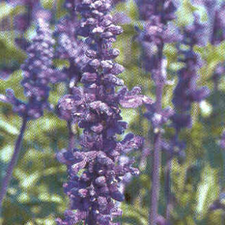 Härmesalvia Evolution Violetti