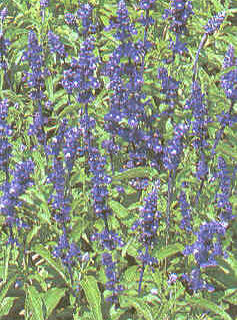 Härmesalvia Victoria