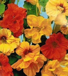 Pensasköynnöskrassi Puolikerrottu sekoitus