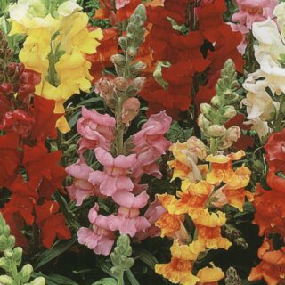 Leijonankita Tetra sekoitus