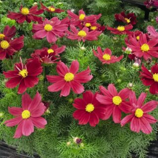 Punakosmoskukka Casanova red