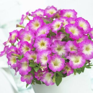 Petunia Picobella Rose Morn 250 s