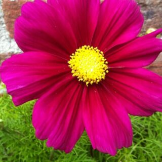 Punakosmoskukka Casanova Violet