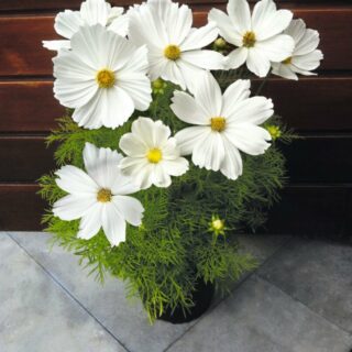 Punakosmoskukka Casanova White