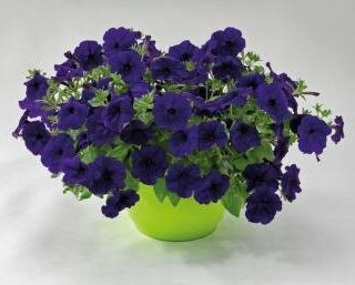 Petunia Success TR Blue, riippapetunia