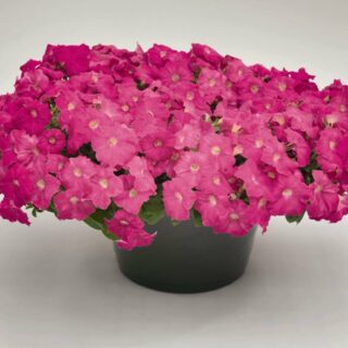 Petunia Success TR Pink Riippapetunia