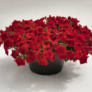 Petunia Success TR Red Riippapetunia