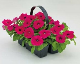 Petunia Success TR Rose riippapetunia