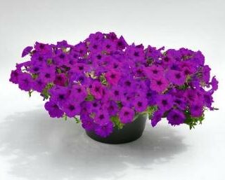 Petunia Success TR IMP Violet, riippapetunia