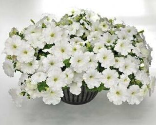 Petunia Success TR White valkoinen riippapetunia
