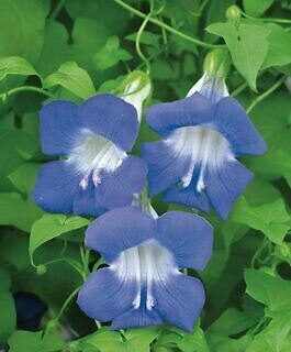 Sinipunavaula Sky Blue