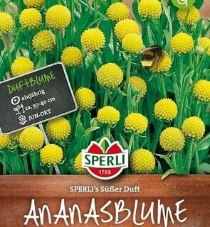 Cephalophora aromatica 'Ananaskukka'