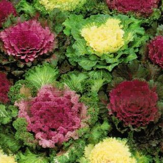 Koristekaali Kurttulehtinen