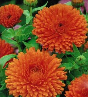 Tarhakehäkukka Orange