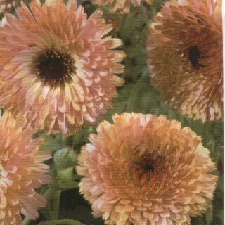 Tarhakehäkukka Touch of Red Puff