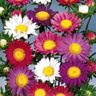 Kiinanasteri Astoria