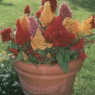 Kukontöyhtö Glorious sekoitus n. 100 s