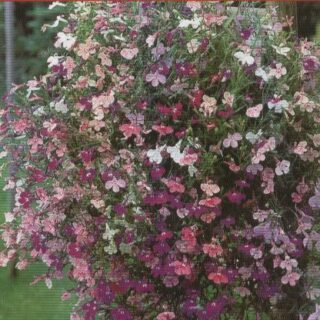 Riippalobelia Cascade sekoitus