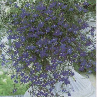 Riippalobelia Saphir
