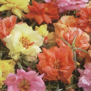 Koristeportulakka Sundial F1