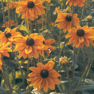 Kesäpäivänhattu Marmelade 500 s.