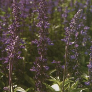 Härmesalvia Evolution