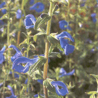 Sinisalvia Blue Angel