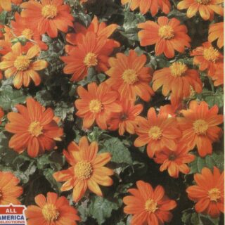 Titonia Fiesta del Sol