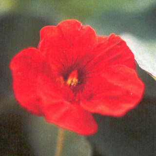 Pensasköynnöskrassi Empress of India