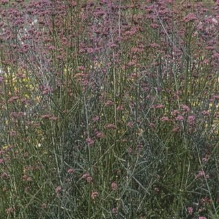 Jättiverbena Finesse