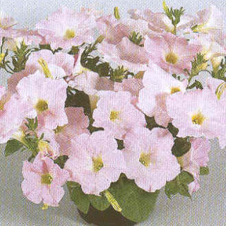 Riippapetunia Wonder Wave Pearly